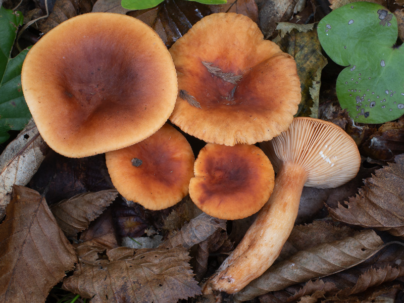 Lactarius fulvissimus